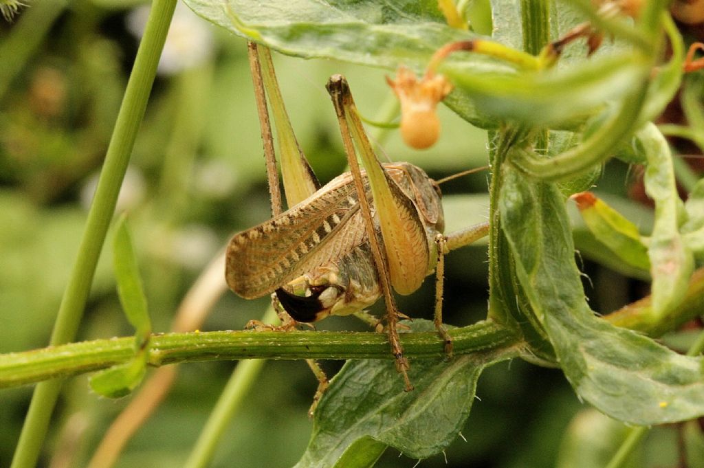 Sono la stessa specie, maschio e femmina?